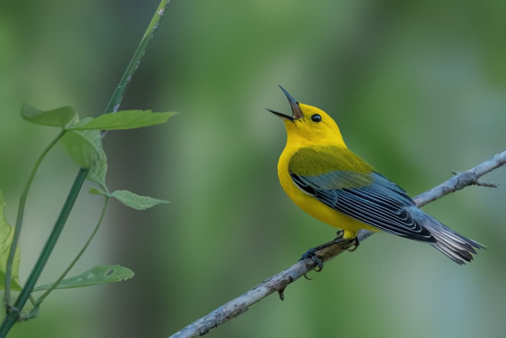 Singing Yellow Warbler by Jacob (Jian) Xu — canvas wall art