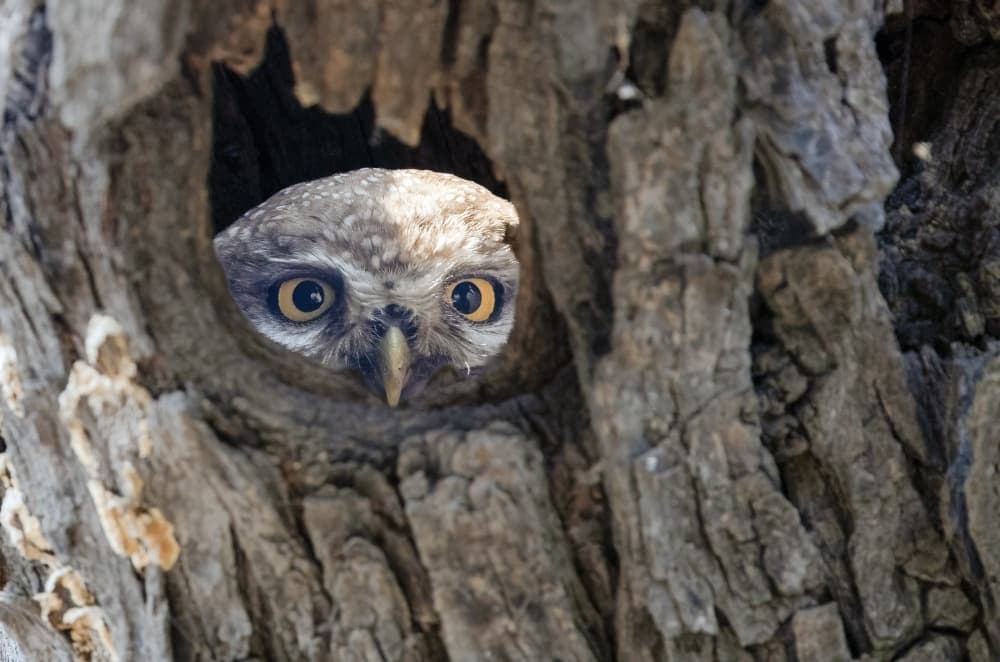 Curious Owl Peek by Lokesh Kumar Rastogi — canvas wall art