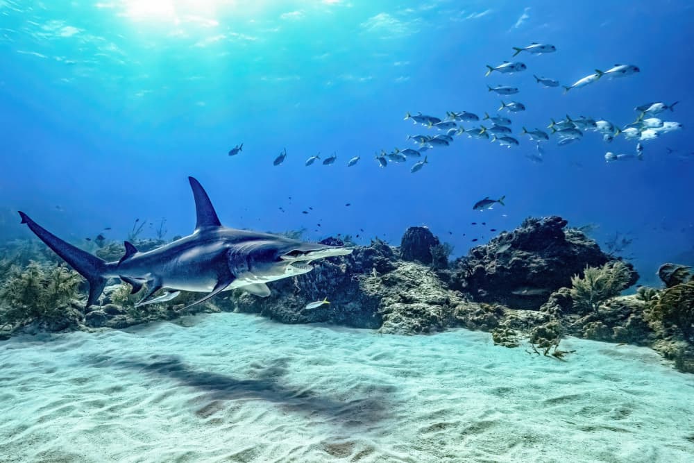 Majestic Hammerhead Shark by Serge Melesan — canvas wall art