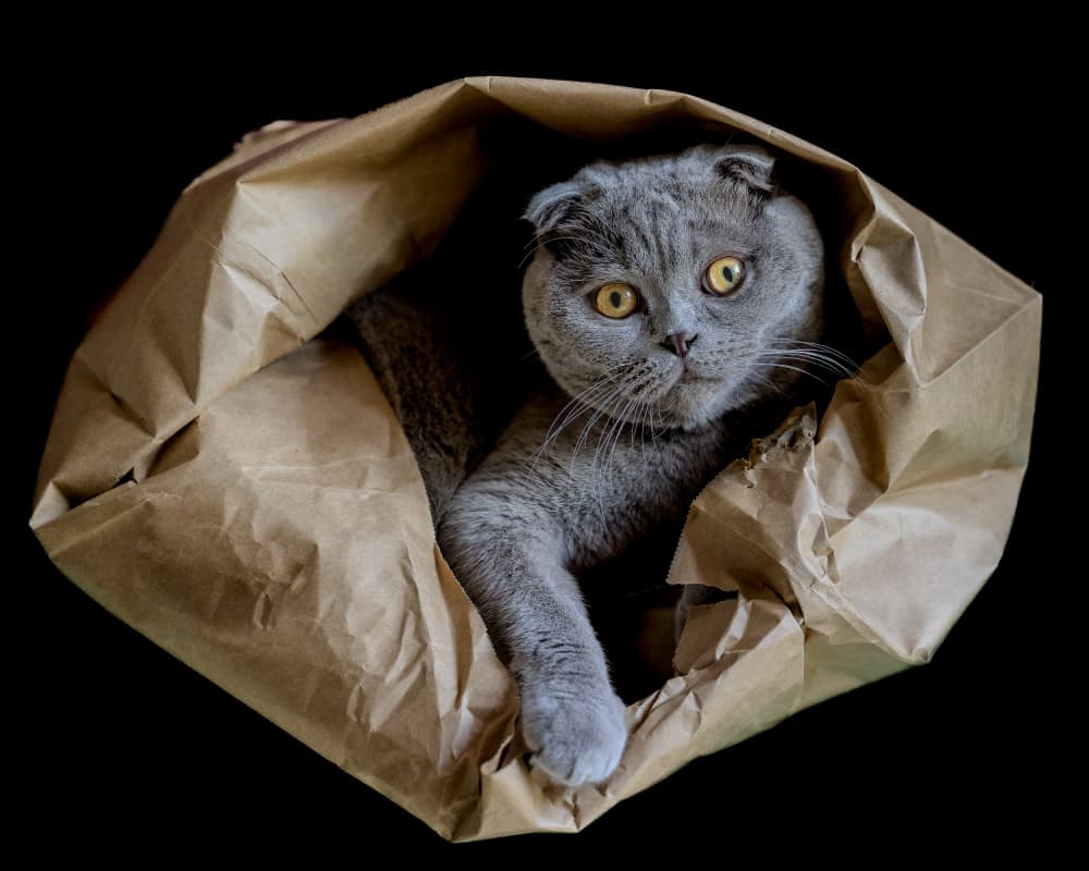 Curious Cat in Bag by Antonio Zarli — canvas wall art