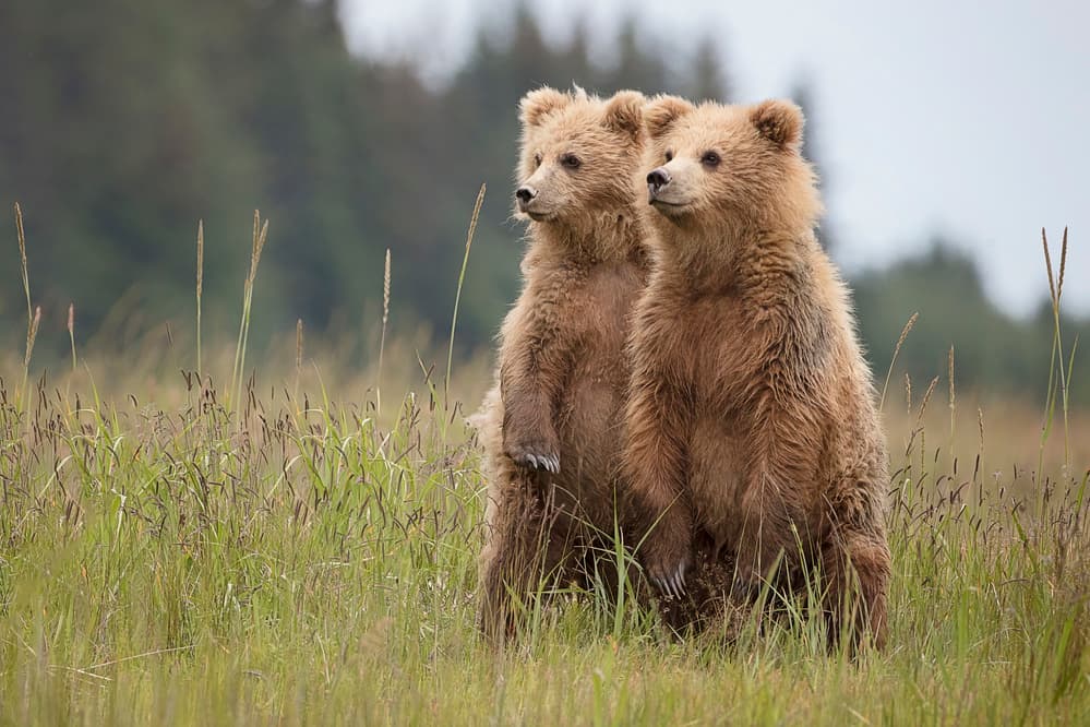 Watchful Bear Cubs by Renee Doyle — canvas wall art