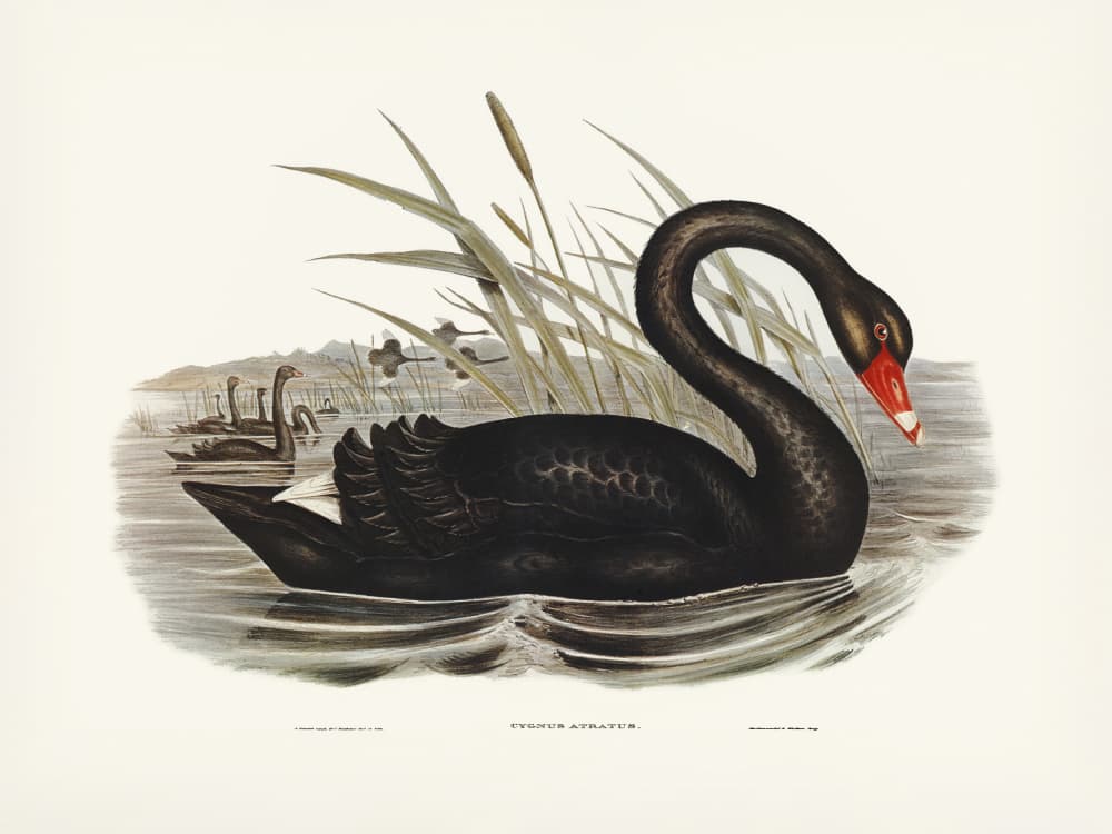 Black Swan by Elizabeth and John Gould — canvas wall art