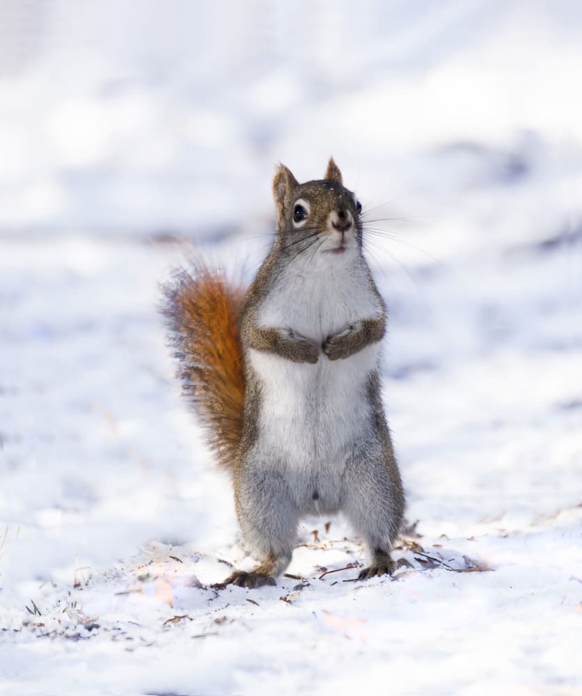 Curious Squirrel in Winter by Yanyan Gong — canvas wall art