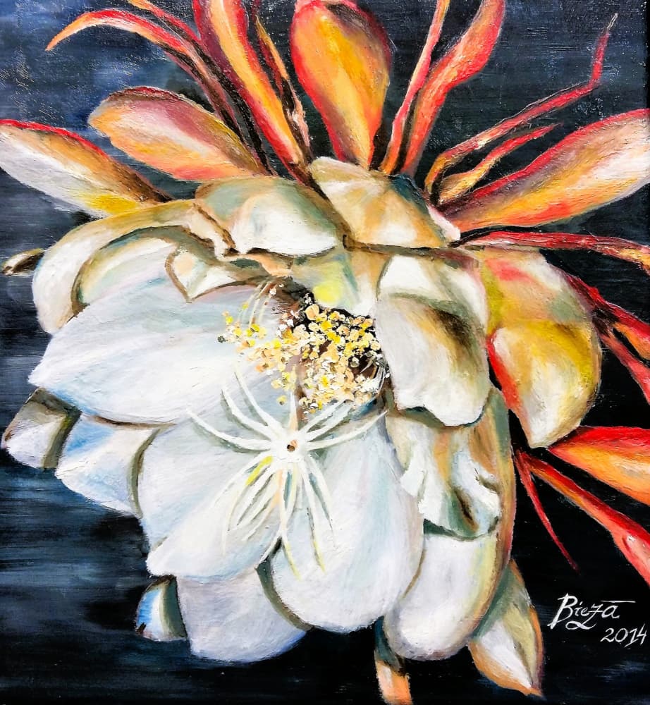 Queen Of The Night Bloom by Anda Bieza — canvas wall art