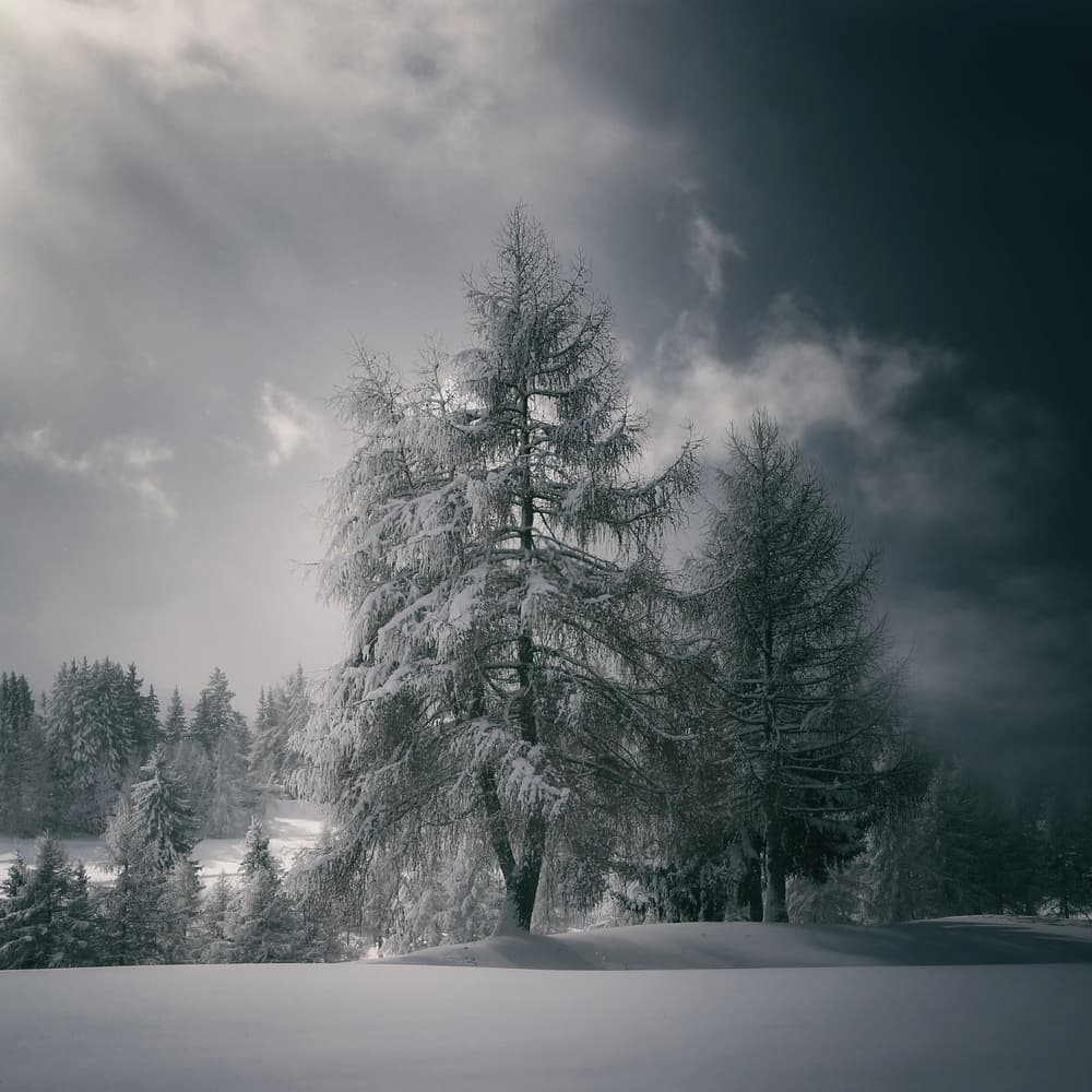 Snowy Winter Trees by VéroniqueS — canvas wall art
