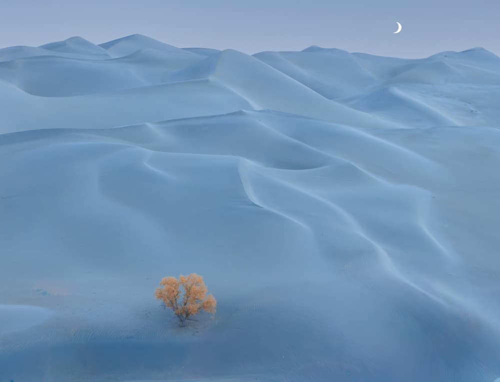 Golden Tree Blue Dunes by Dennis Zhang — canvas wall art