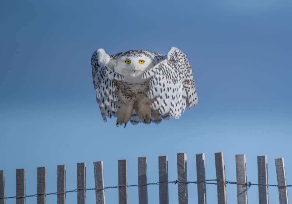 Snowy Owl Takes Flight by Xiaobing Tian — canvas wall art