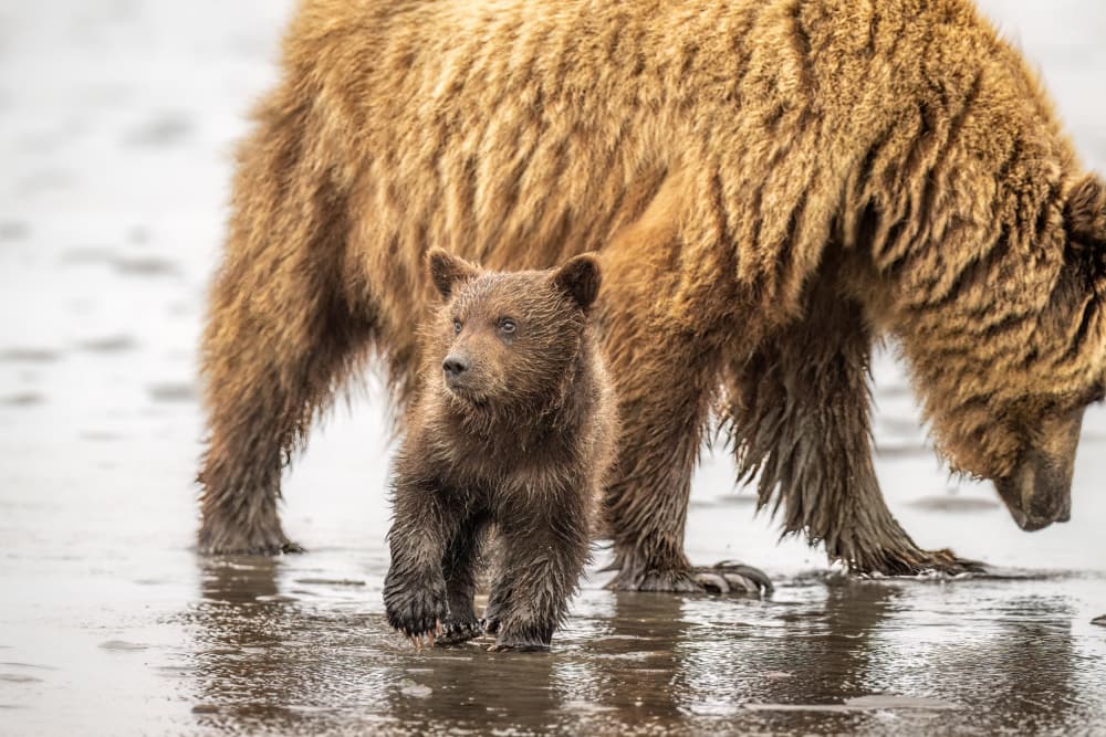 Grizzly Bear Cub Walk by Jeffrey C. Sink — canvas wall art