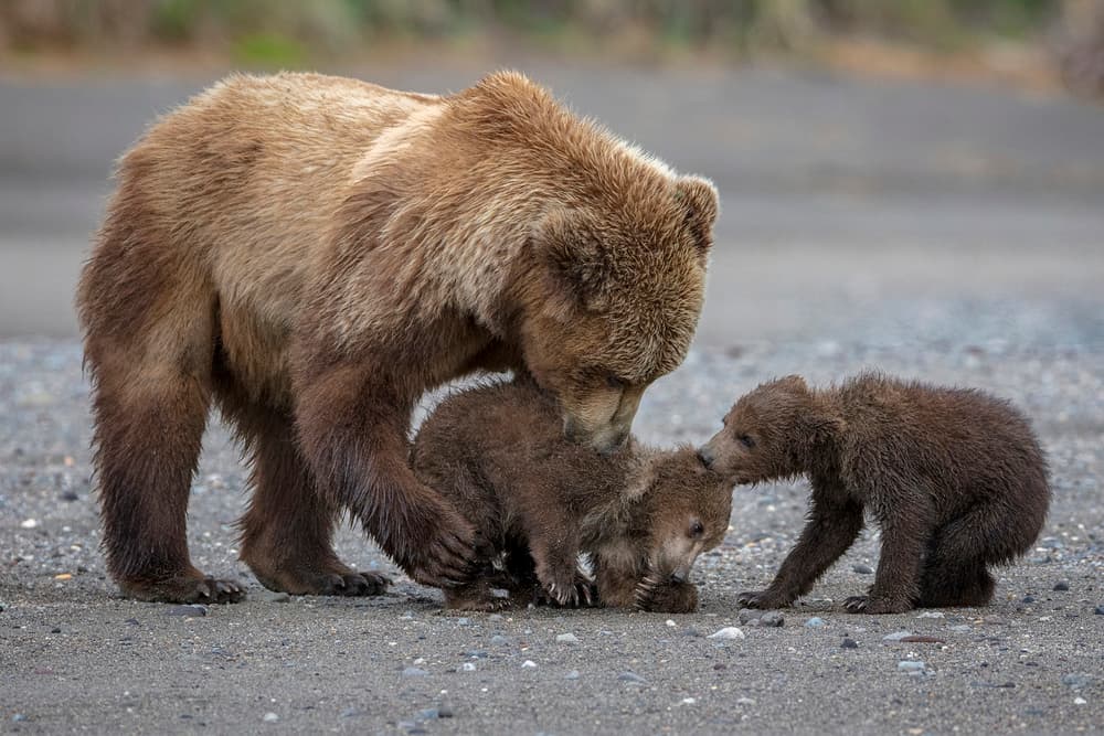 Tender Bear Family by Renee Doyle — canvas wall art