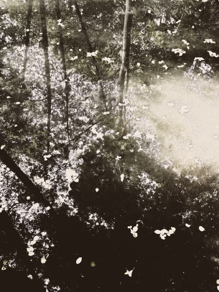 Ethereal Forest Sunlight by Angelo Cerantola — canvas wall art
