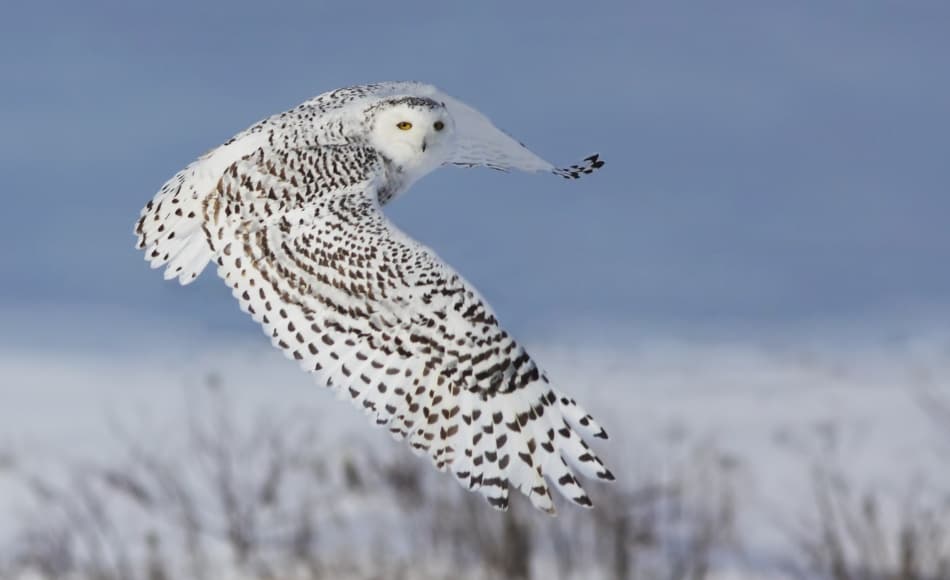 Snowy Owl In Flight