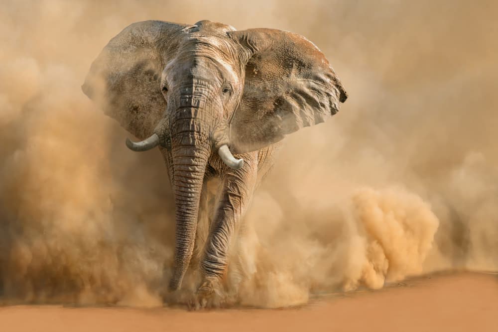 Majestic Elephant Dust Cloud by Marcel Egger — canvas wall art