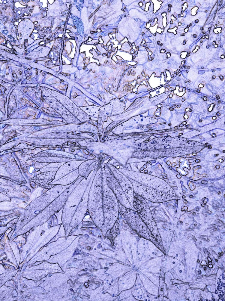 Violet Botanical Outlines by Santhosh ch — canvas wall art