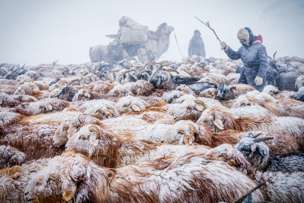Winter Sheep Migration by HIRAK BHATTACHARJEE — canvas wall art
