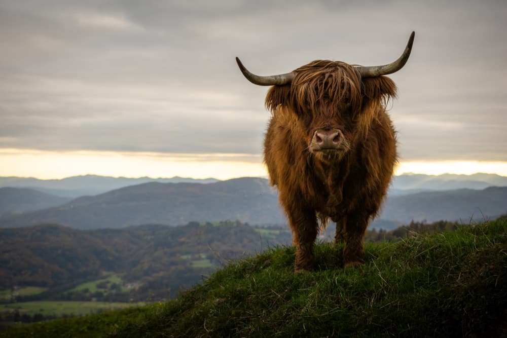 Majestic Highland Cow by Peter Voljc — canvas wall art