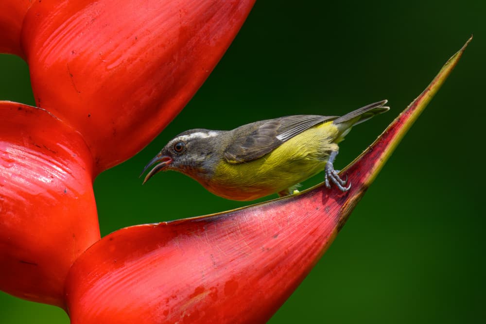Tropical Bird on Heliconia by Mike He — canvas wall art