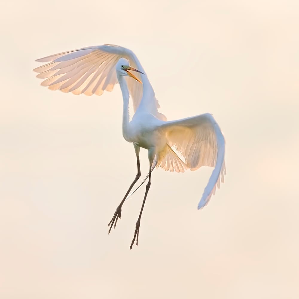 Graceful Egret Flight by Jun Zuo — canvas wall art