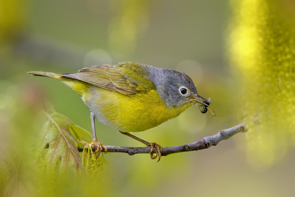 Yellow Warbler's Catch by Jacob (Jian) Xu — canvas wall art
