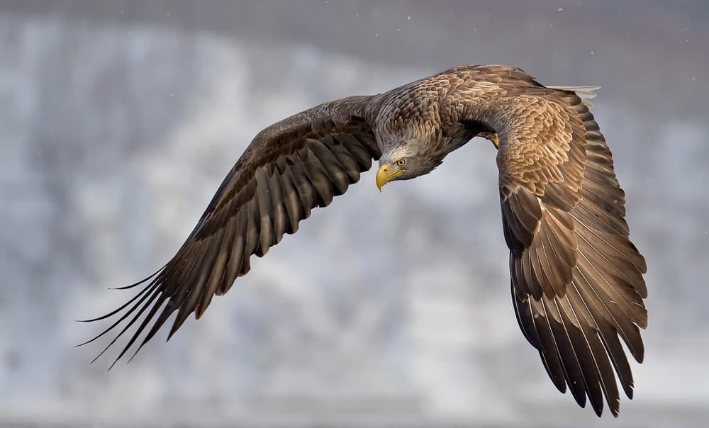 Majestic Eagle In Flight by C.S. Tjandra — canvas wall art