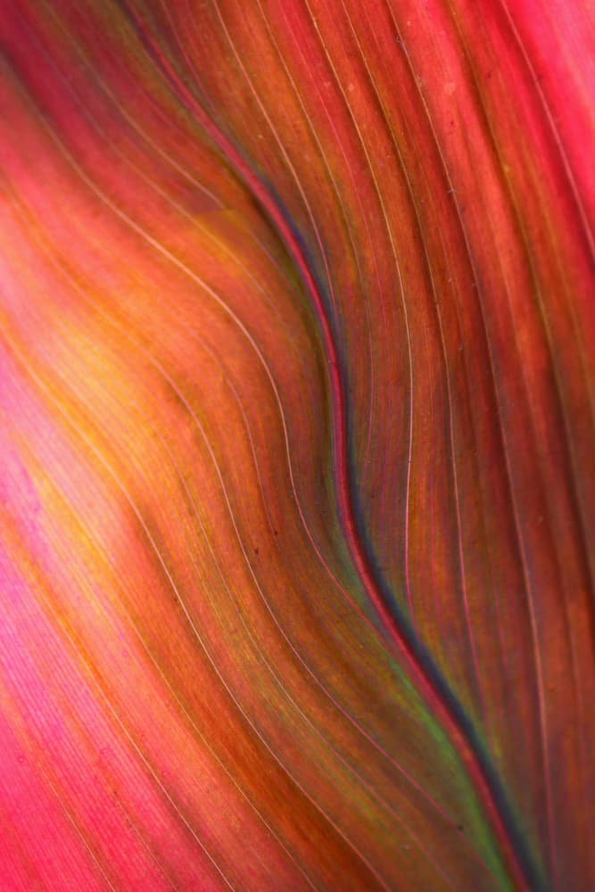 Vibrant Leaf Abstract by Robin Wechsler — canvas wall art
