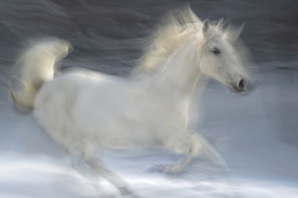 Ethereal White Horse by Milan Malovrh — canvas wall art