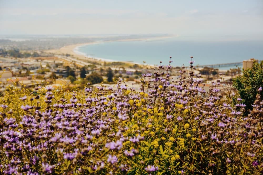 Vibrant Wildflowers Coastal View by Del Mundo Imagery — canvas wall art