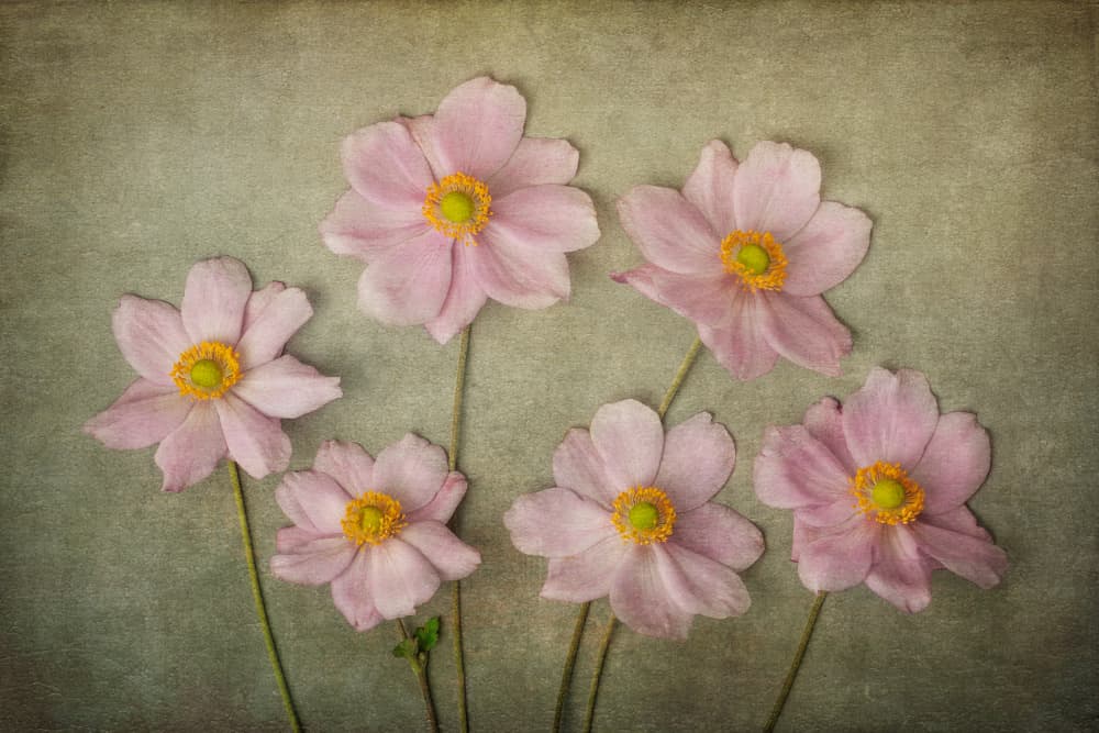 Gentle Pink Flowers by Ytje Veenstra — canvas wall art