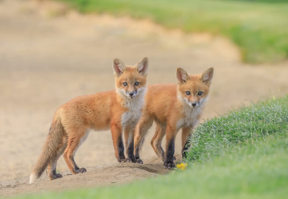 Curious Fox Kits by Jenny Qiu — canvas wall art