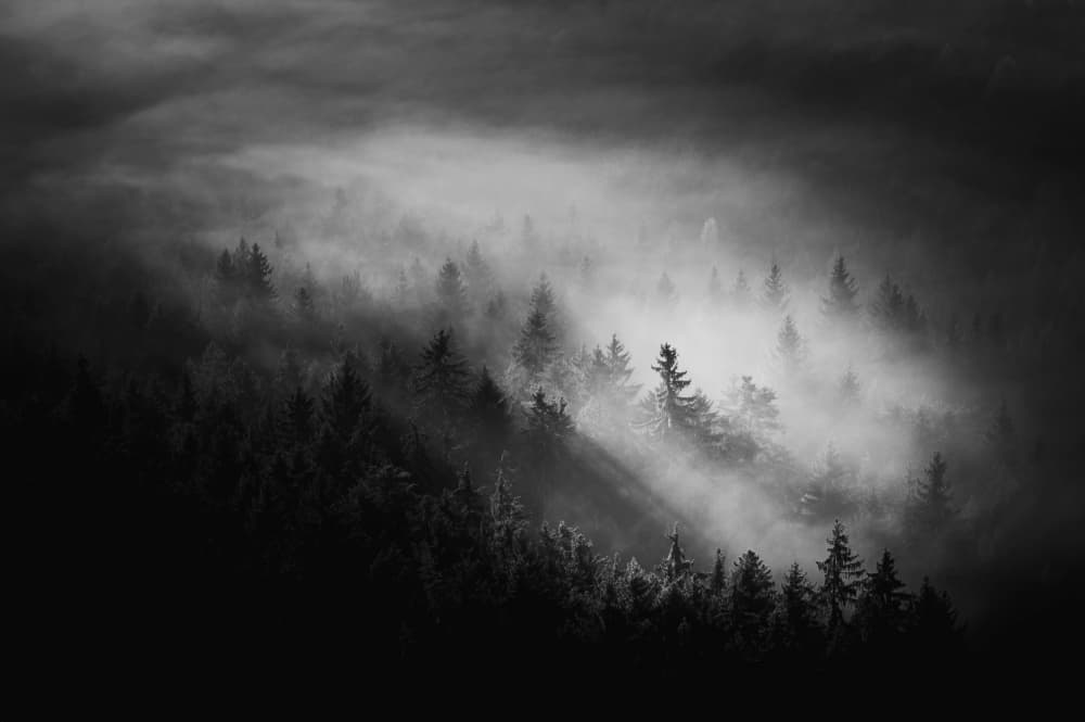 Misty Forest Light by Rado Gadoczi — canvas wall art