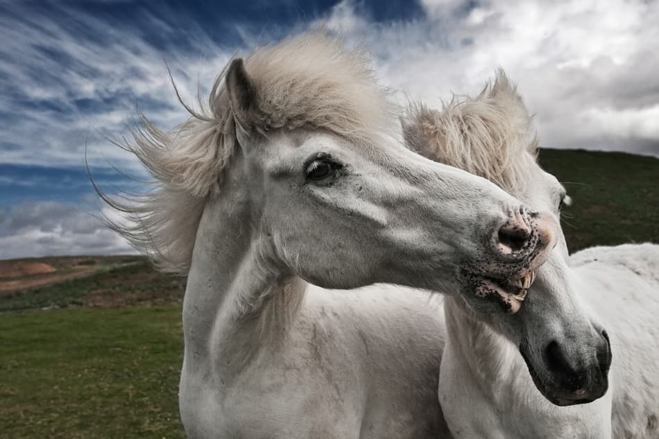 Playful Icelandic Horses by Bragi Ingibergsson - BRIN — canvas wall art