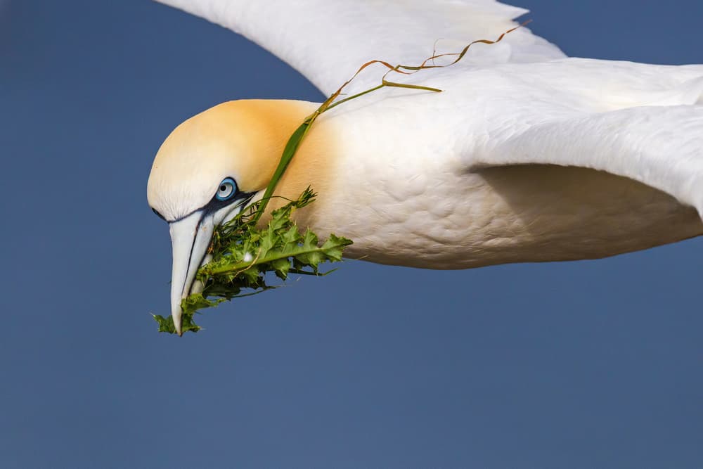 Flying Gannet with Nest by Mario Suárez — canvas wall art