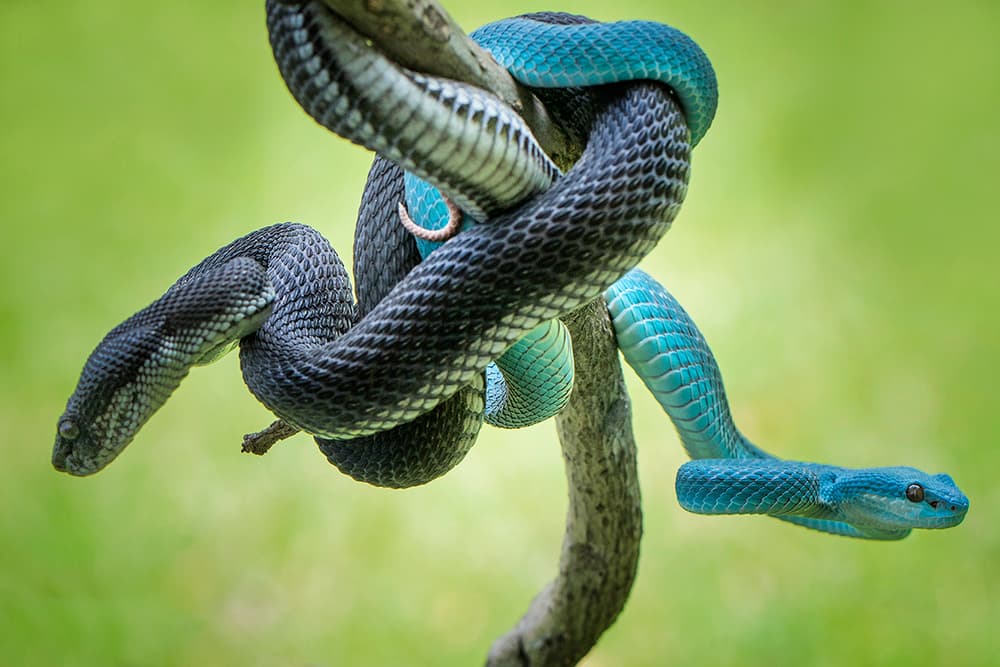 Blue and Black Vipers by Hendy Mp — canvas wall art