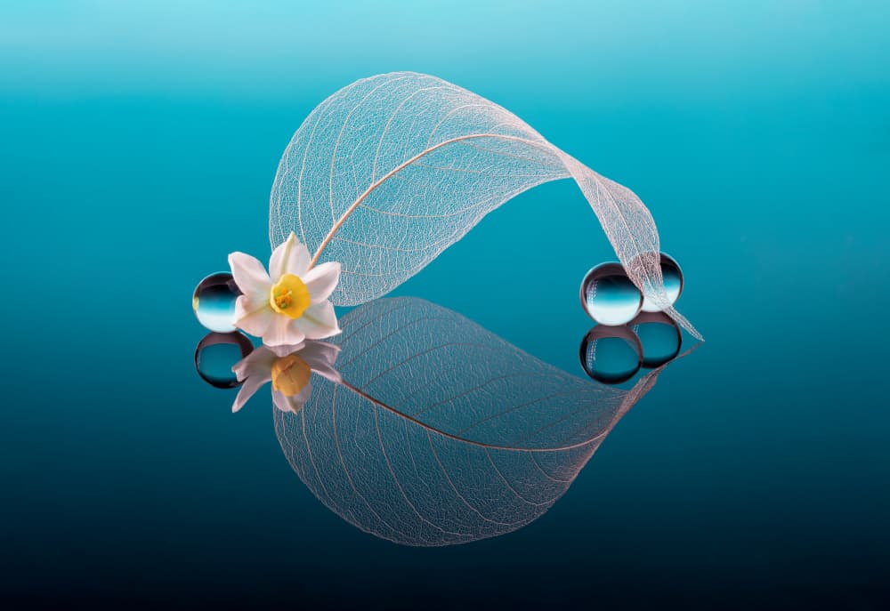 Nature's Delicate Balance by GaoSL — canvas wall art