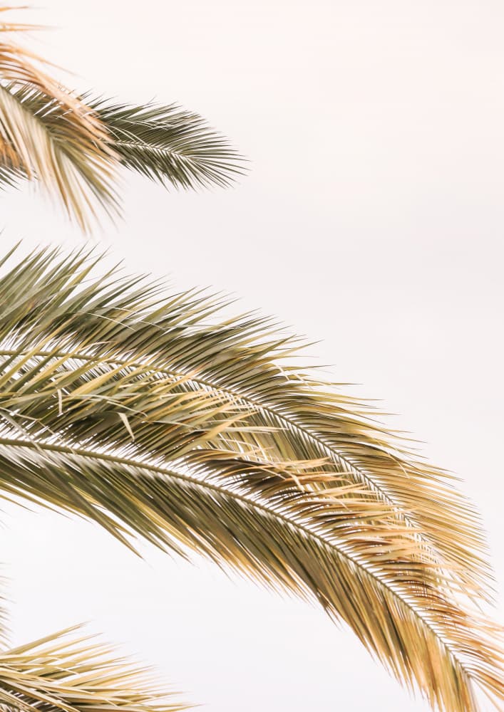 Golden Palm Breeze by Shot by Clint — canvas wall art