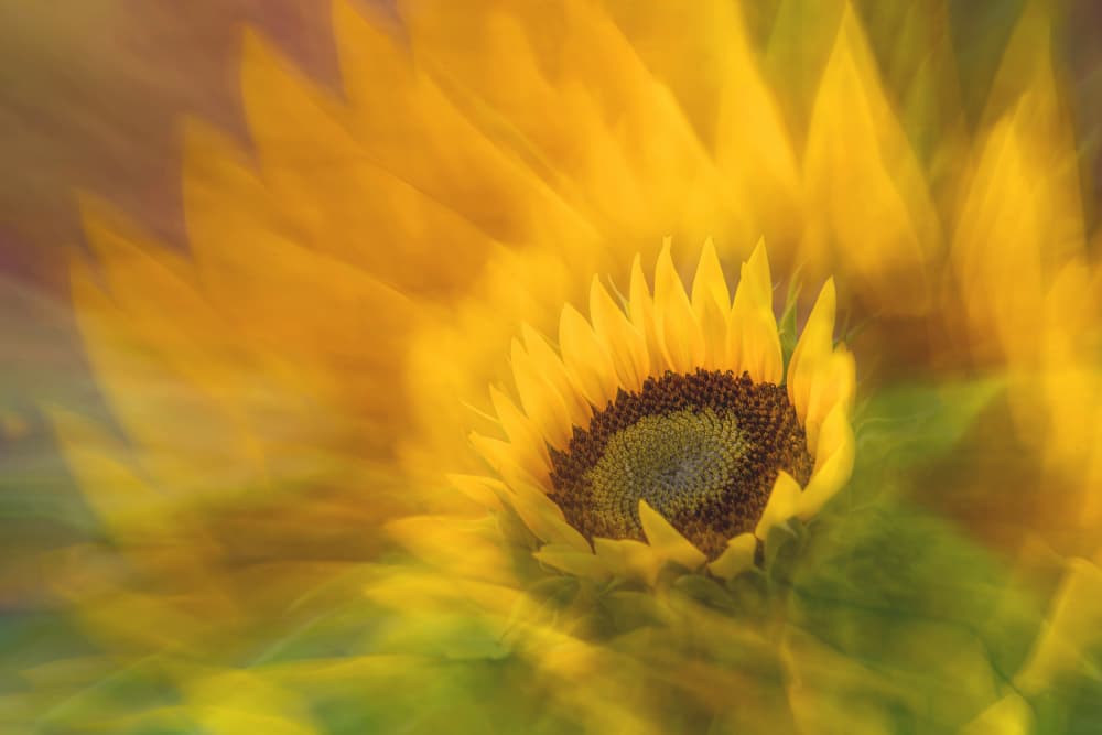 Vibrant Sunflower Radiance by Florent Dirk Thies — canvas wall art