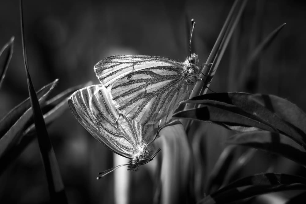 Monochrome Butterfly Pair by Konstantin Selezenev — canvas wall art