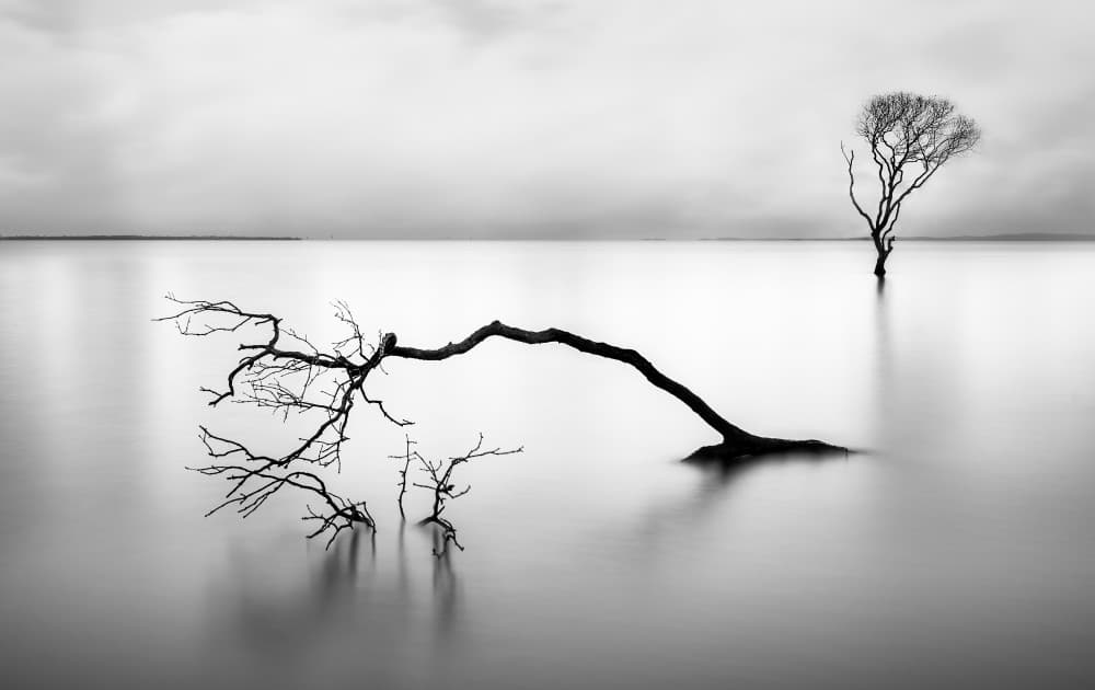 Bare Trees Still Water by Steven Fudge — canvas wall art