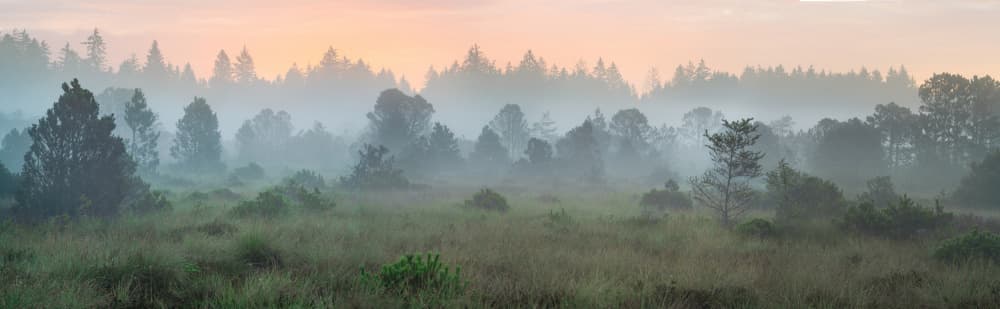 Misty Forest Morning by Ulrike Eisenmann — canvas wall art
