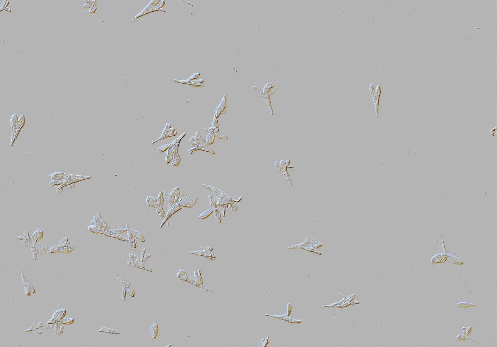 Subtle Organic Shapes by Santhosh ch — canvas wall art