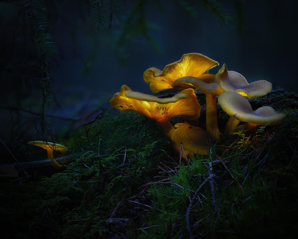 Glowing Forest Mushrooms by Kaspars Kurcens — canvas wall art