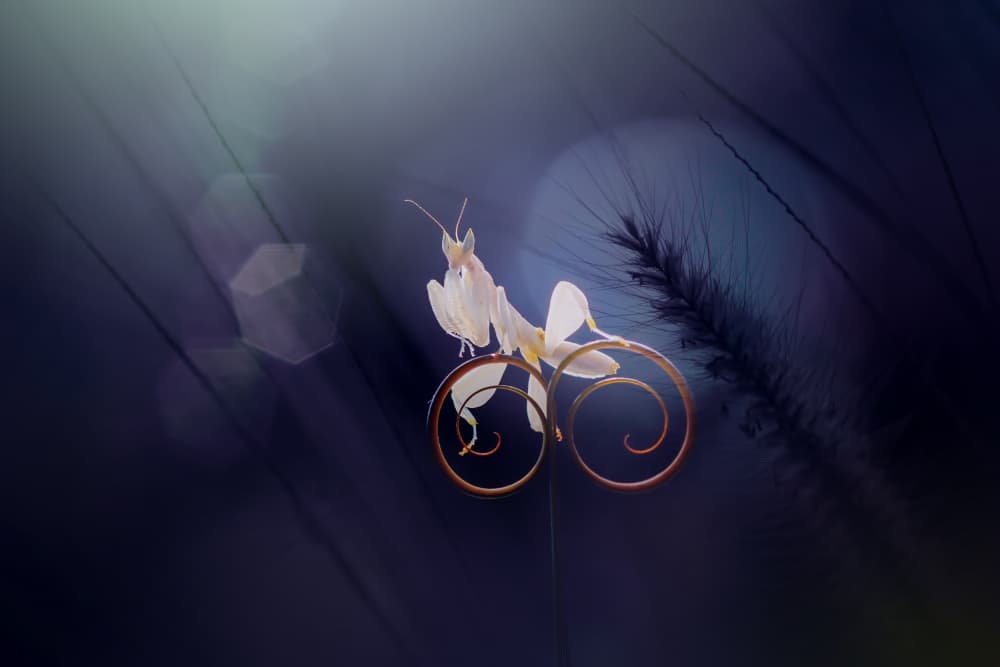 Orchid Mantis Bicycle Ride by Andri Priyadi — canvas wall art