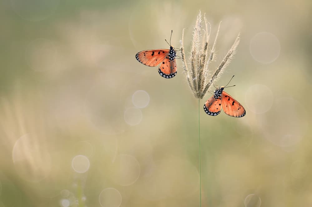 Two Butterflies Soft Light by Edy Pamungkas — canvas wall art