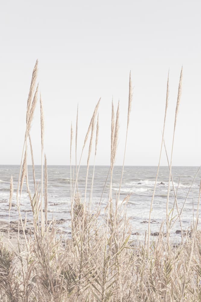 Serene Coastal Grass by Pictufy Studio III — canvas wall art