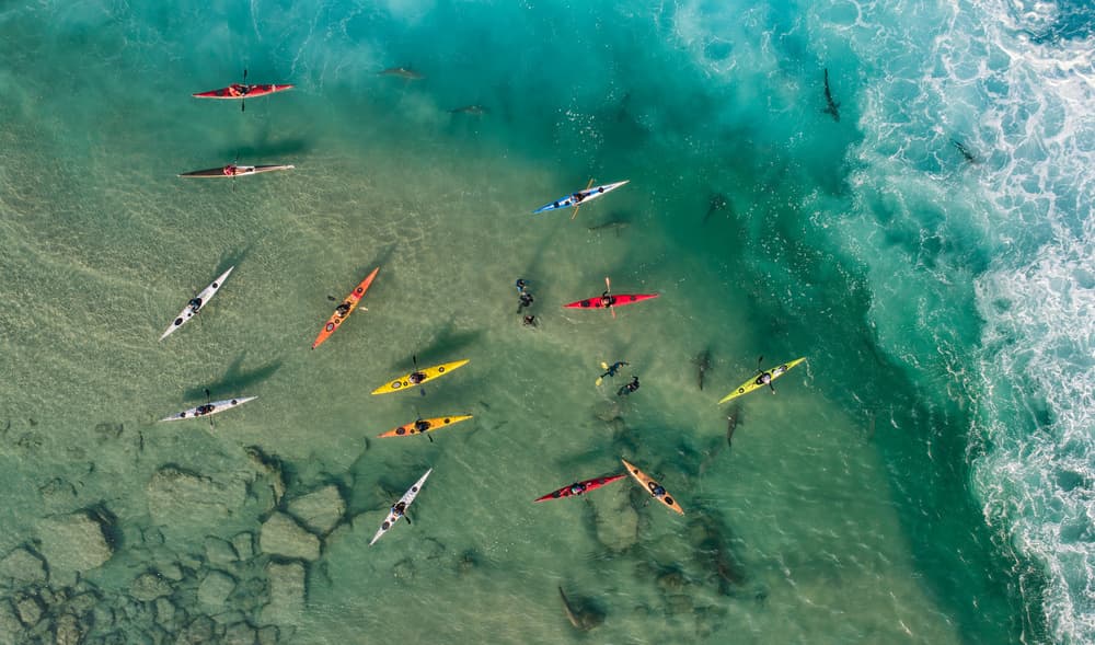 Kayaks Sharks Clear Ocean by Ido Meirovich — canvas wall art