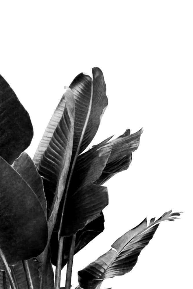 Monochrome Tropical Leaves by amini54 — canvas wall art