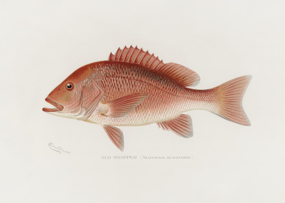Red Snapper by Sherman F. Denton — canvas wall art