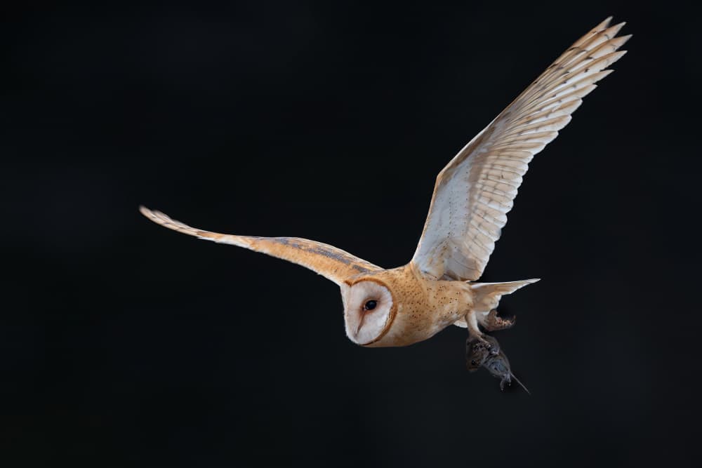Barn Owl Hunting Flight by Bill Lu — canvas wall art