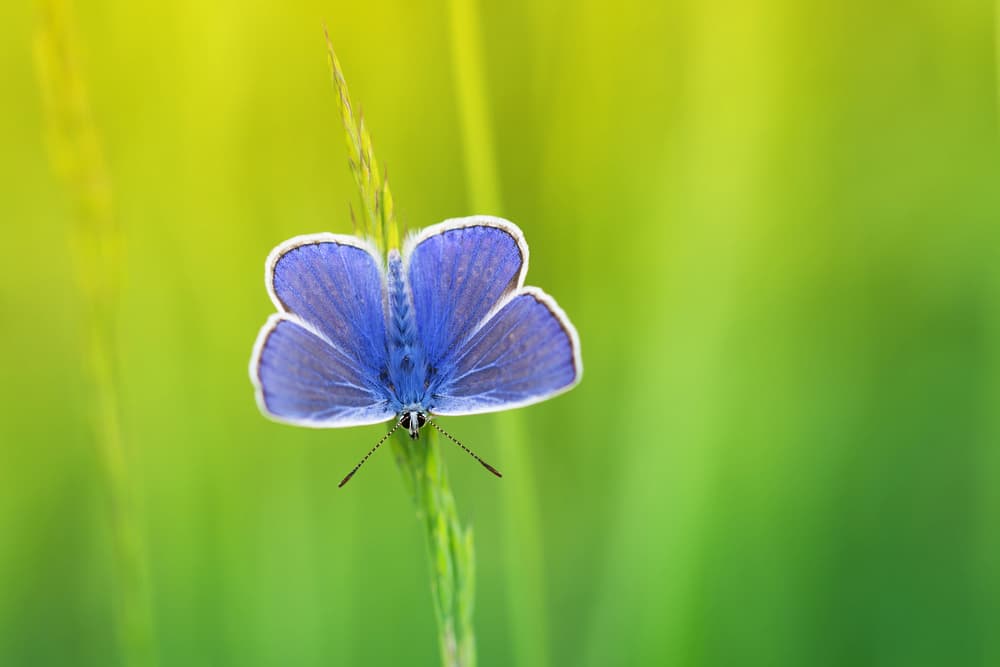 Vibrant Blue Butterfly by Dusan Macko — canvas wall art