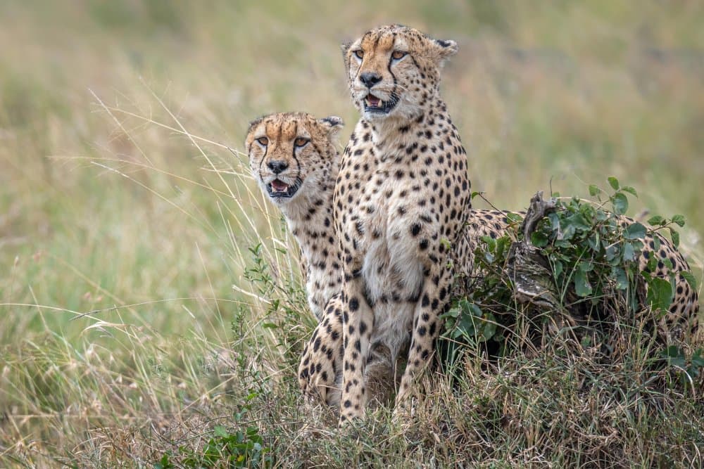 Two Alert Cheetahs by Jeffrey C. Sink — canvas wall art