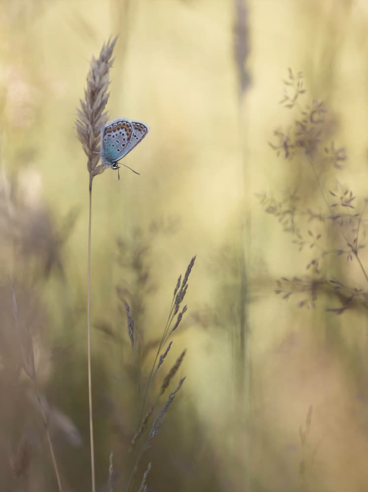 Delicate Blue Butterfly by Daan de Vos — canvas wall art